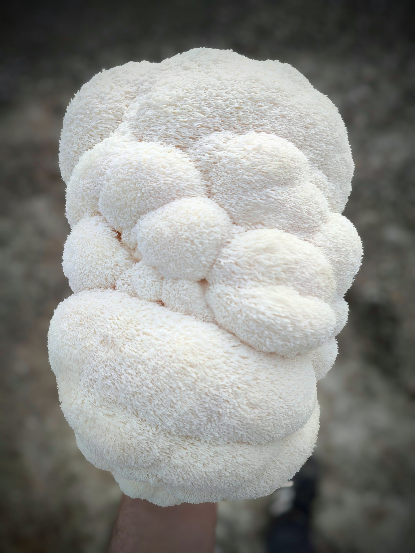 Lion's Mane / Criniera di Leone | Fresco