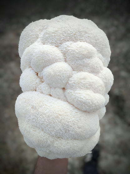 Lion's Mane / Criniera di Leone | Fresco