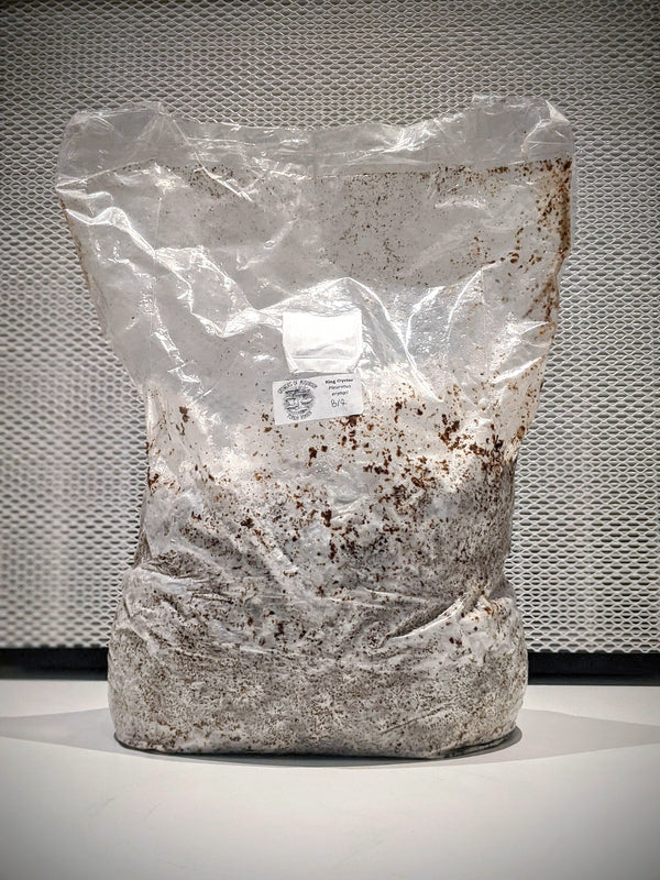 Kit di coltivazione di funghi, sacco di substrato completamente colonizzato da micelio fresco