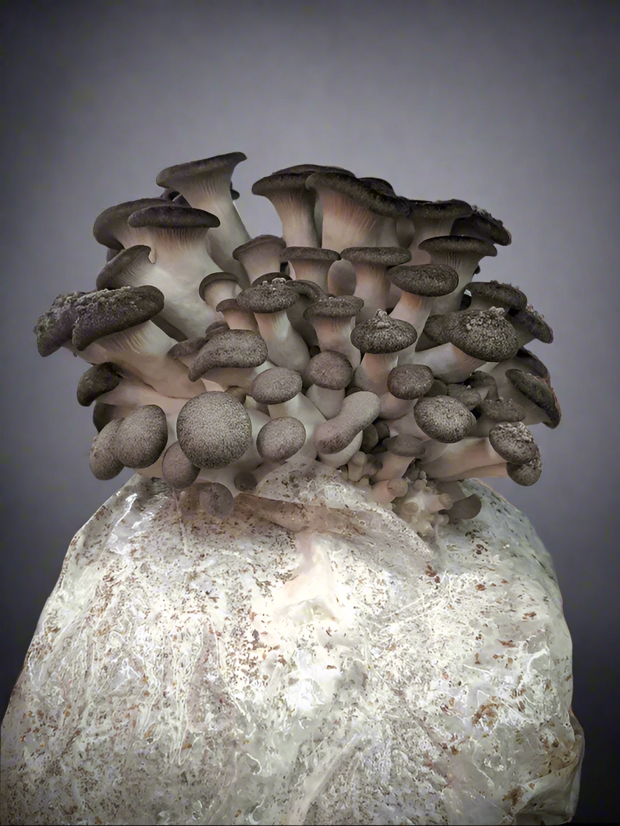 Kit de bloques de cultivo de hongos - Pleurotus ostreatus x eryngii - Black Pearl King Oyster