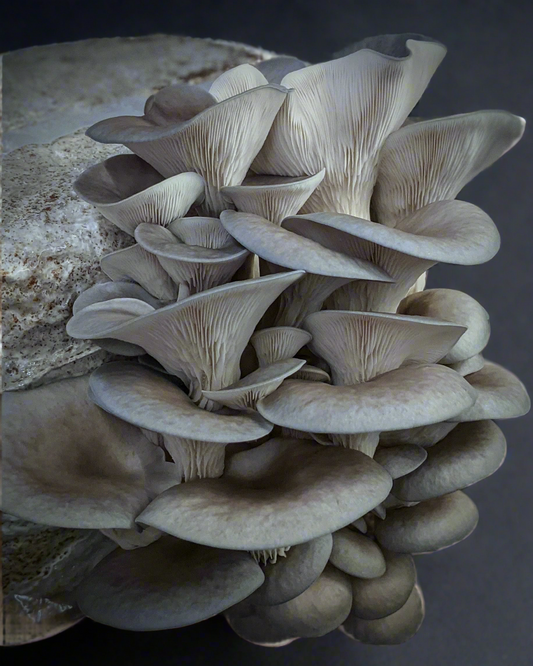 Kit Blocco di Coltivazione di Funghi - Pleurotus columbinus - Blue Oyster