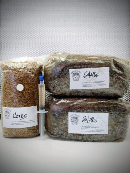 Kit per la coltivazione di funghi gourmet con substrati per la produzione sterilizzati, cereale sterilizzato per fare grain spawn e una siringa di coltura liquida di micelio per inoculare il substrato di cereali