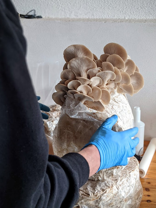 Prima Consulenza - Call Strategica