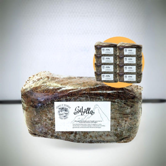Bulk Sibilla: 2.5kg di Substrato sterilizzato per la produzione - Base di legno
