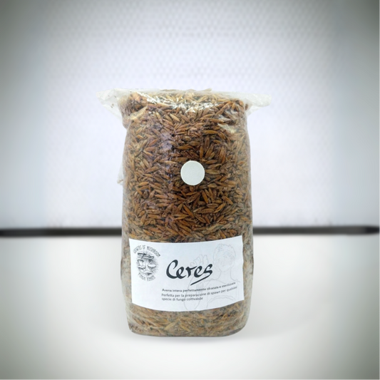 Ceres: 1.5kg Avena Idratata Sterilizzata per Grain Spawn