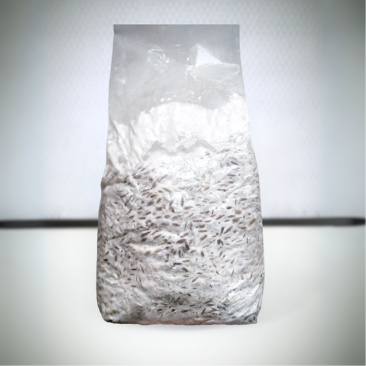 Grain spawn micelio fresco