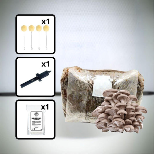 Kit Inoculazione su Tronchi | Blue Oyster