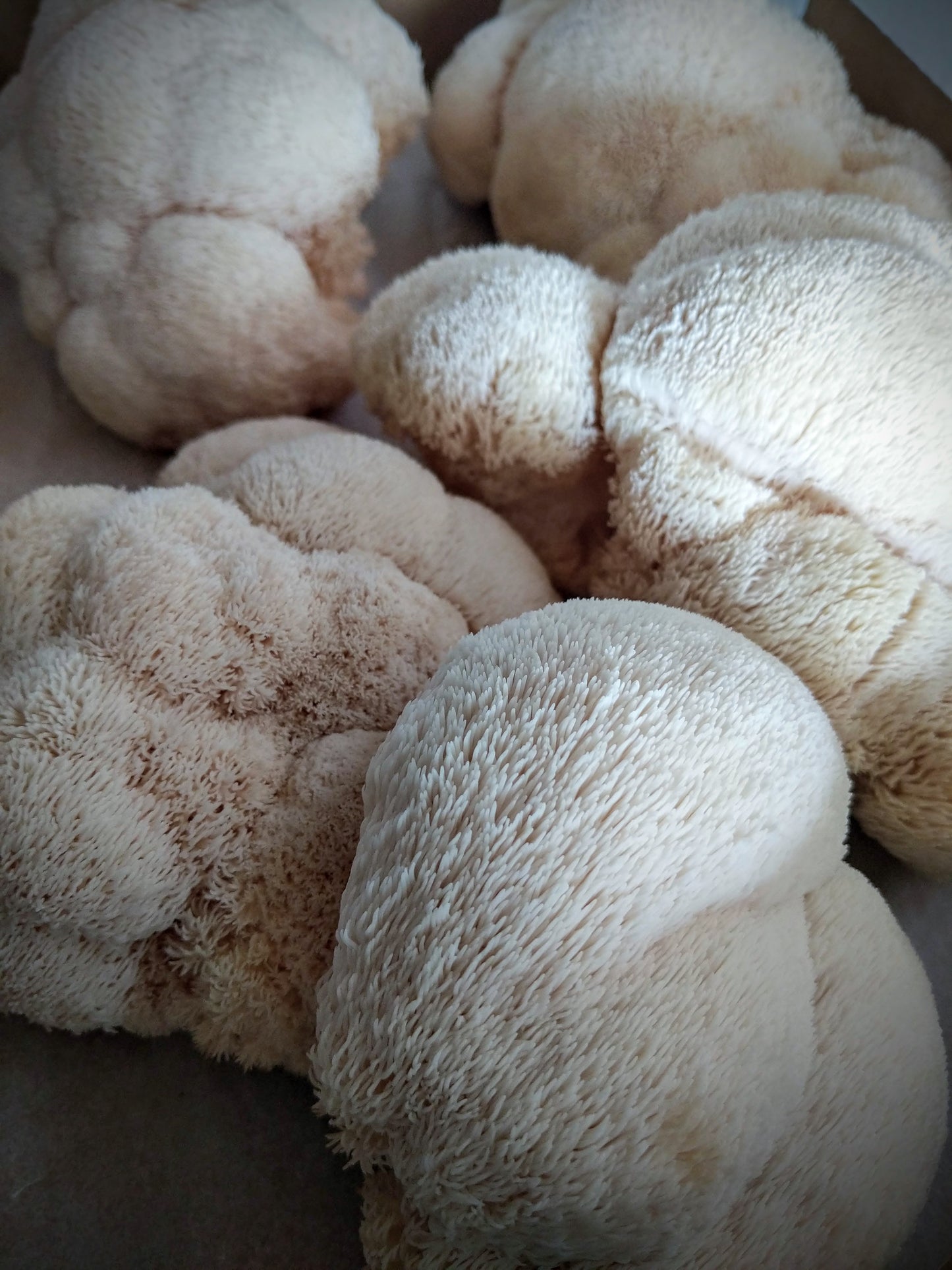 Lion's Mane / Criniera di Leone | Fresco