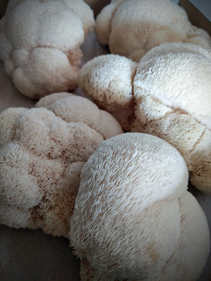 Lion's Mane / Criniera di Leone | Fresco