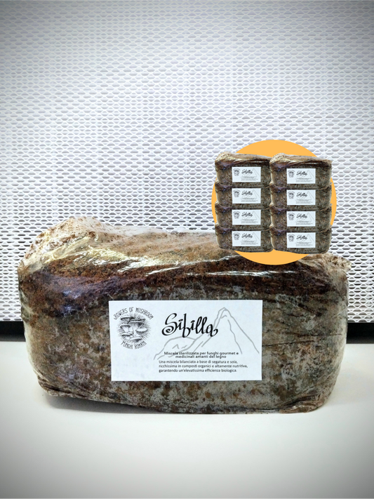 Bulk Sibilla: 2.5kg di Substrato sterilizzato per la produzione - Base di legno