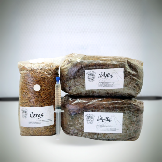 Kit per la coltivazione di funghi gourmet con substrati per la produzione sterilizzati, cereale sterilizzato per fare grain spawn e una siringa di coltura liquida di micelio per inoculare il substrato di cereali