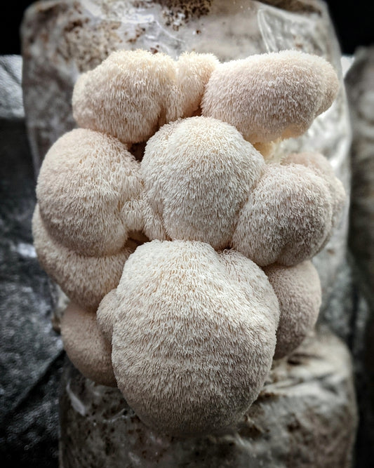 Mushroom Fruiting Block Kit - Hericium erinaceus - Lion's mane