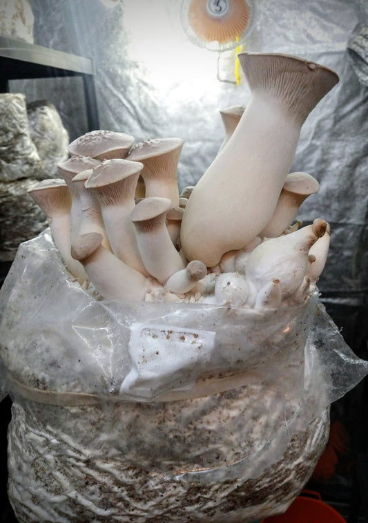 Mushroom Fruiting Block Kit - Pleurotus eryngii - King Oyster