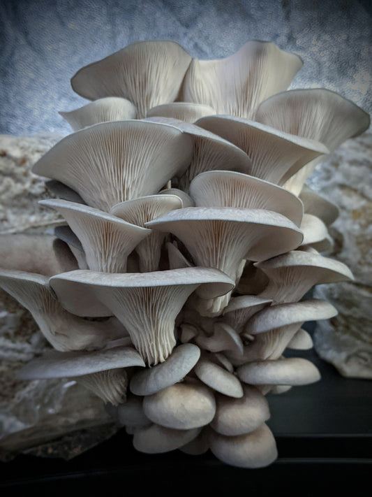 Mushroom Fruiting Block Kit - Pleurotus columbinus - Blue Oyster