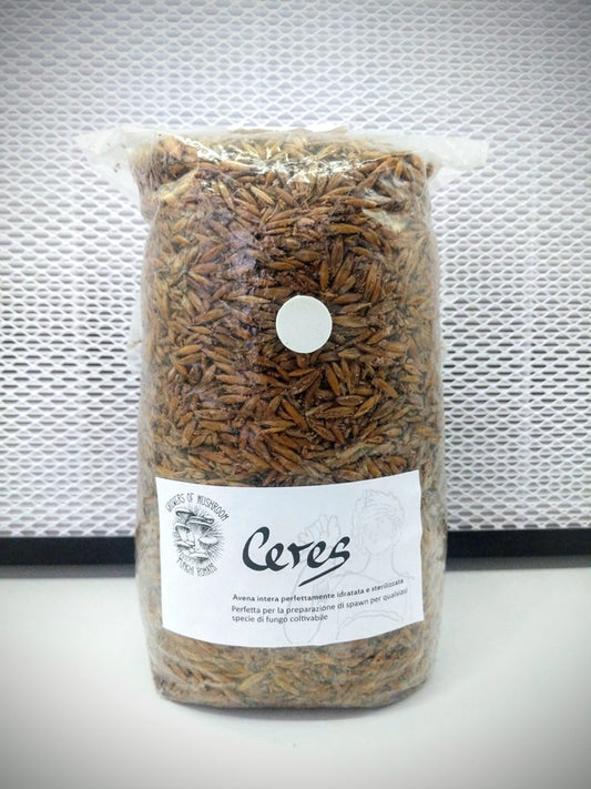 Ceres: 1.5kg of Hydrated and Sterilised Oats for Spawn